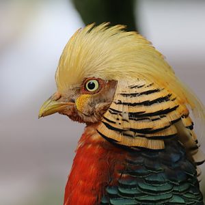 Golden pheasant