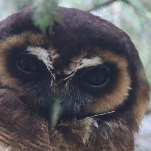 Brown wood owl