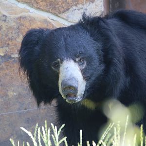 Sloth bear