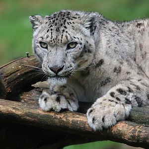 Snow leopard