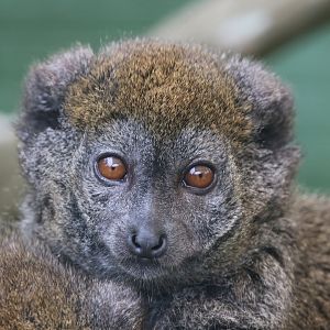 Lac Alaotra bamboo lemur
