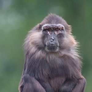 Tonkean macaque
