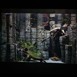 Aquarium: Madagascar tank (species list in comments)