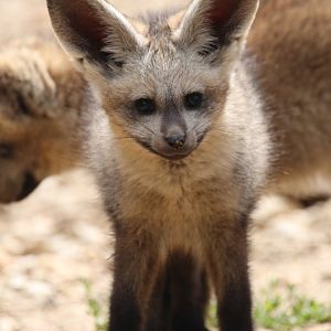 Bat-eared fox