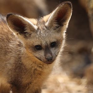 Bat-eared fox