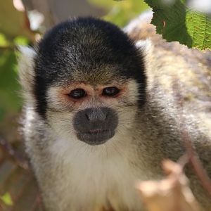 Squirrel monkey