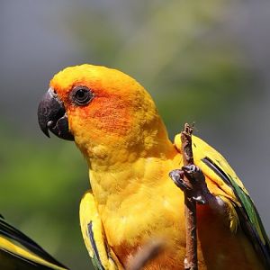 Sun conure