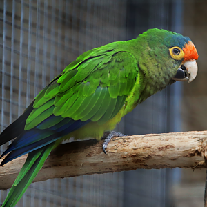 Central American orange-fronted parakeet (Eupsittula canicularis canicularis) - Parrot Zoo Bošovice