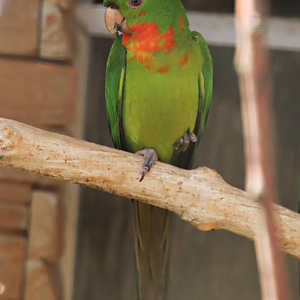Red-throated parakeet (Psittacara rubritorquis) - Parrot Zoo Bošovice