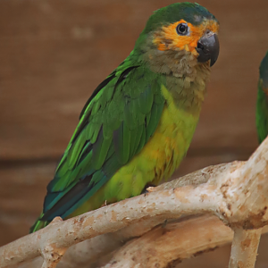 Curaçao brown-throated parakeet (Eupsittula pertinax pertinax) - Parrot Zoo Bošovice