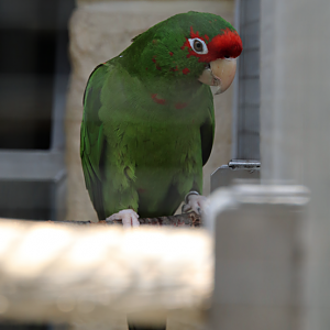 Bolivian mitred conure (Psittacara mitratus mitratus) - Parrot Zoo Bošovice
