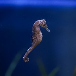 Lined Seahorse