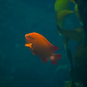 Garibaldi