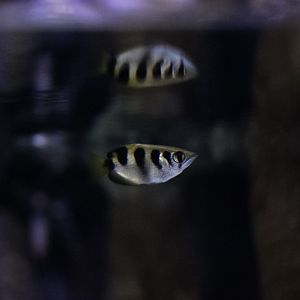 Banded Archerfish