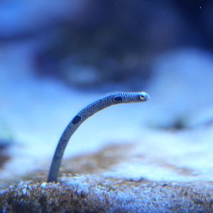 Spotted Garden Eel