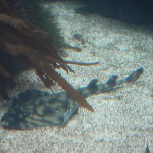 Banded Guitarfish