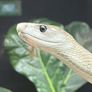 Reptile House
