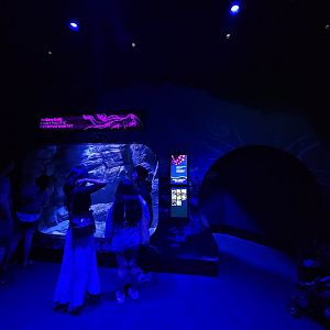 Giant Pacific Octopus Tank