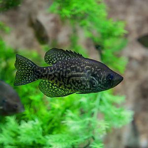 Black Crappie