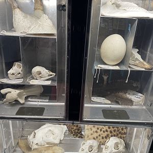 Animal education on safari, skulls, ostrich egg, pelt, …