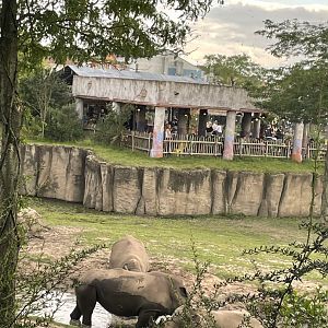 White rhinos mudbathing
