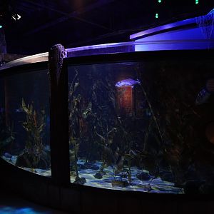 California Kelp Forest Tank #1
