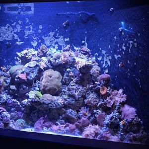 Living Reef Tank