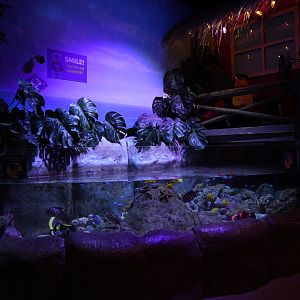 Lagoon Tank