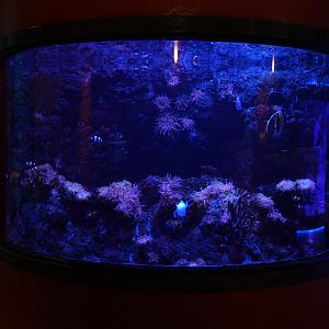 Clownfish Bubble Window Tank