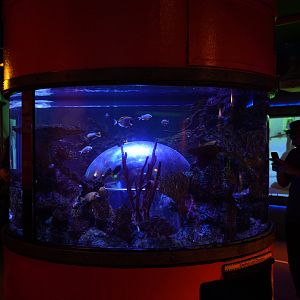 Tropical Bubble Window Tank