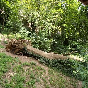 Arctic wolf separation enclosure 13.7.25