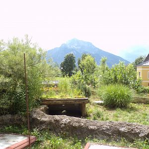 European tortoise enclosure 13.7.25