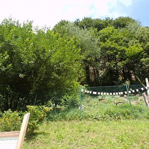 Cinerous and Griffon vulture enclosure (they are free flying) 13.7.25