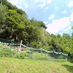 Cinerous and Griffon vulture enclosure (they are free flying) 13.7.25