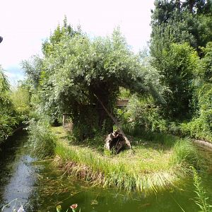 Binturong enclosure 13.7.25