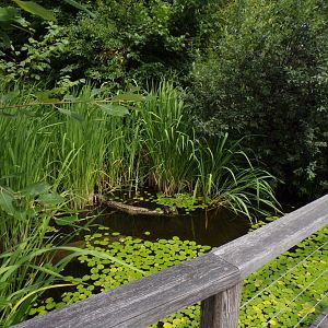 European pond turtle enclosure 13.7.25