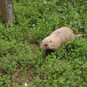Prairie dog 13.7.25
