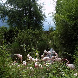 Greater flamingo colony 13.7.25
