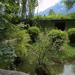 Greater flamingo enclosure 13.7.25