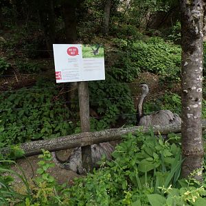 “American” rheas 13.7.25