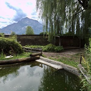 Brazillian tapir and green-winged macaw enclosure 13.7.25