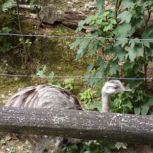 “American” rhea 13.7.25