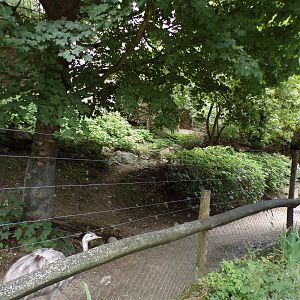 Rhea and mara enclosure 13.7.25