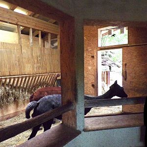 Alpaca indoors 13.7.25