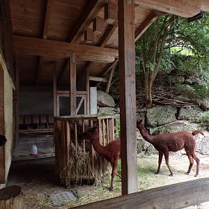 Alpaca sheltered area 13.7.25
