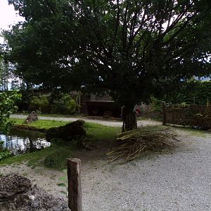 Capybara, Black-capped capuchin and turtle enclosure 13.7.25