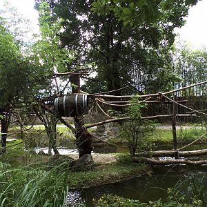Capybara, Black-capped capuchin and turtle enclosure 13.7.25