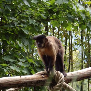 Black-capped capuchin 13.7.25