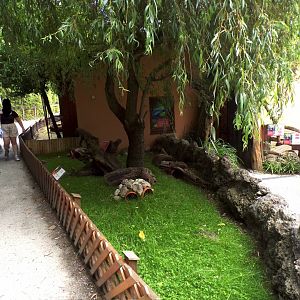 Guniea pig enclosure 13.7.25