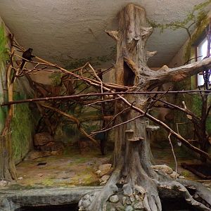 Black-capped capuchin indoors 13.7.25